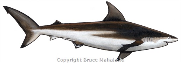 065 - Sharks - Bronze whaler Shark - picture
